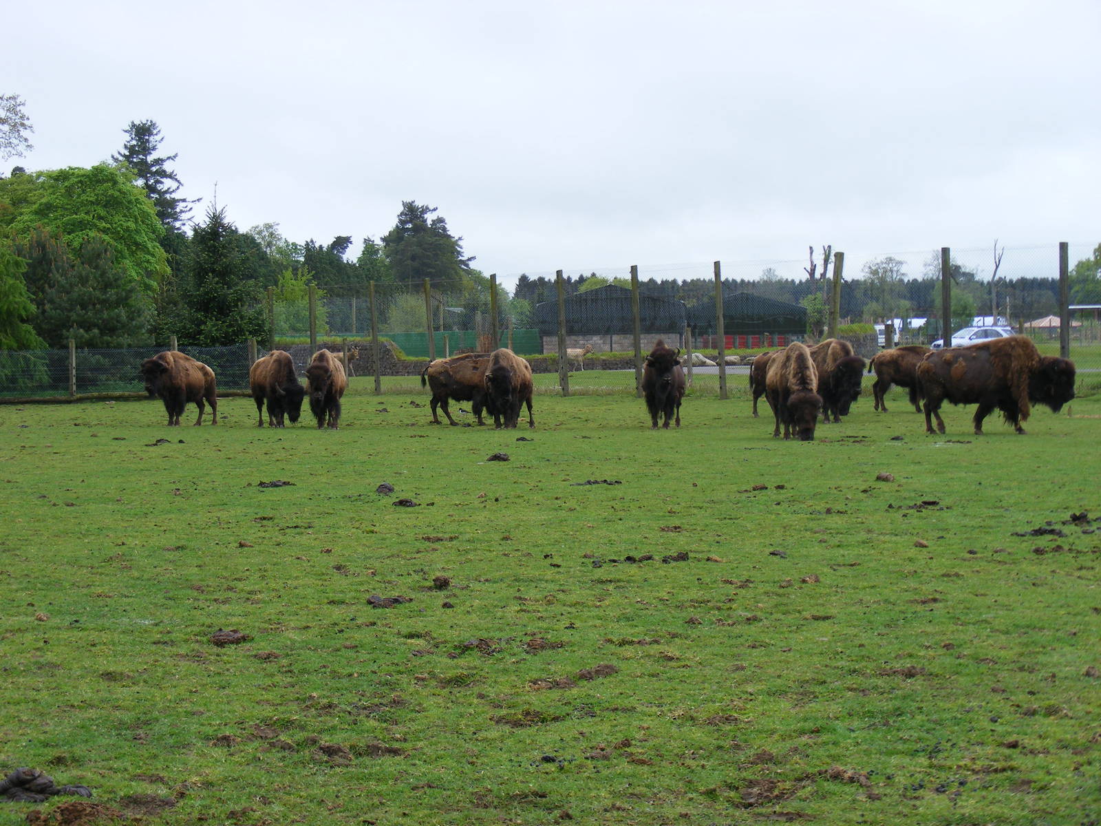 North American bison at Blair Drummond Safari Park, 19 May 2010