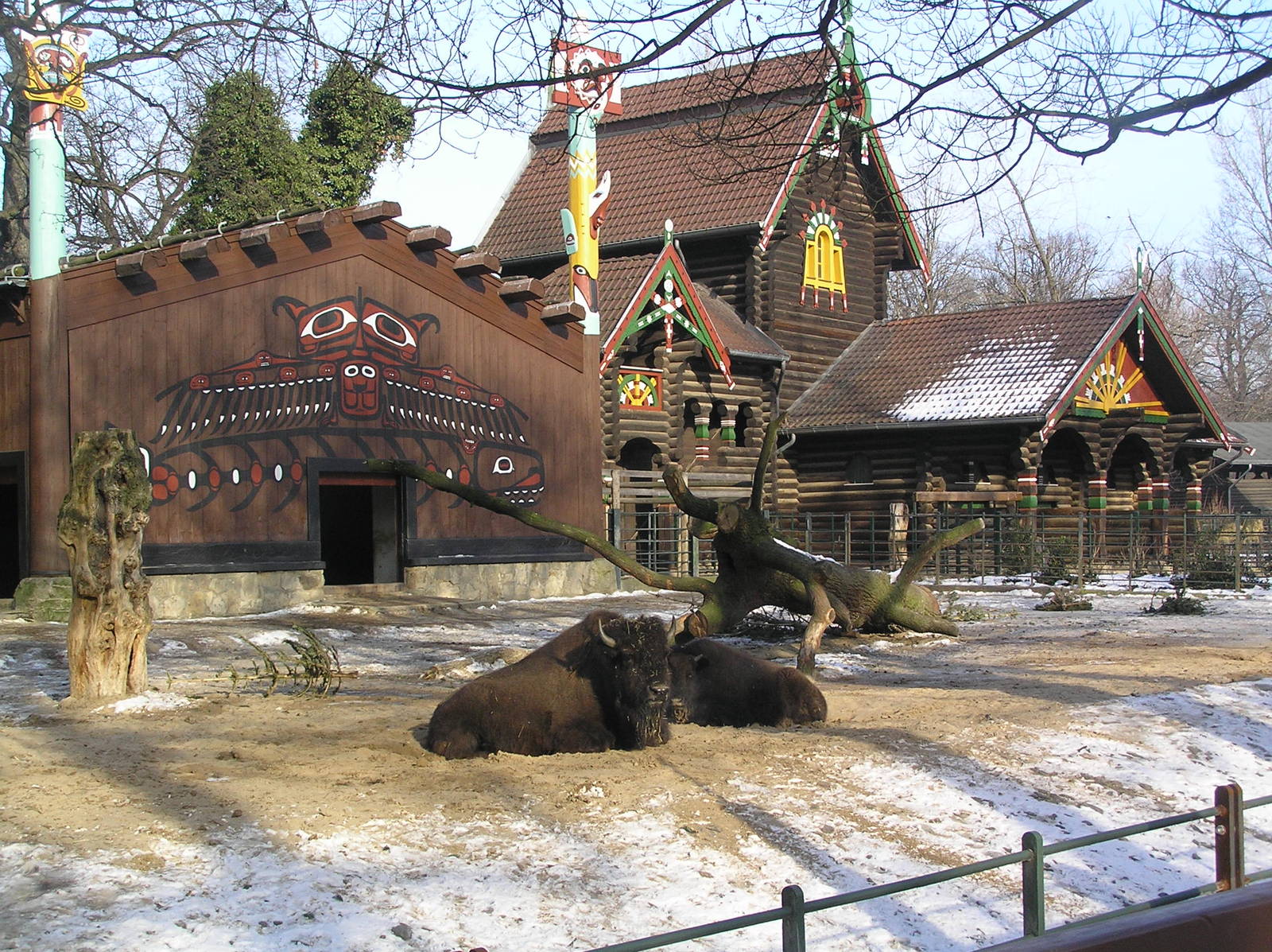North american bison - Berlin zoo 06