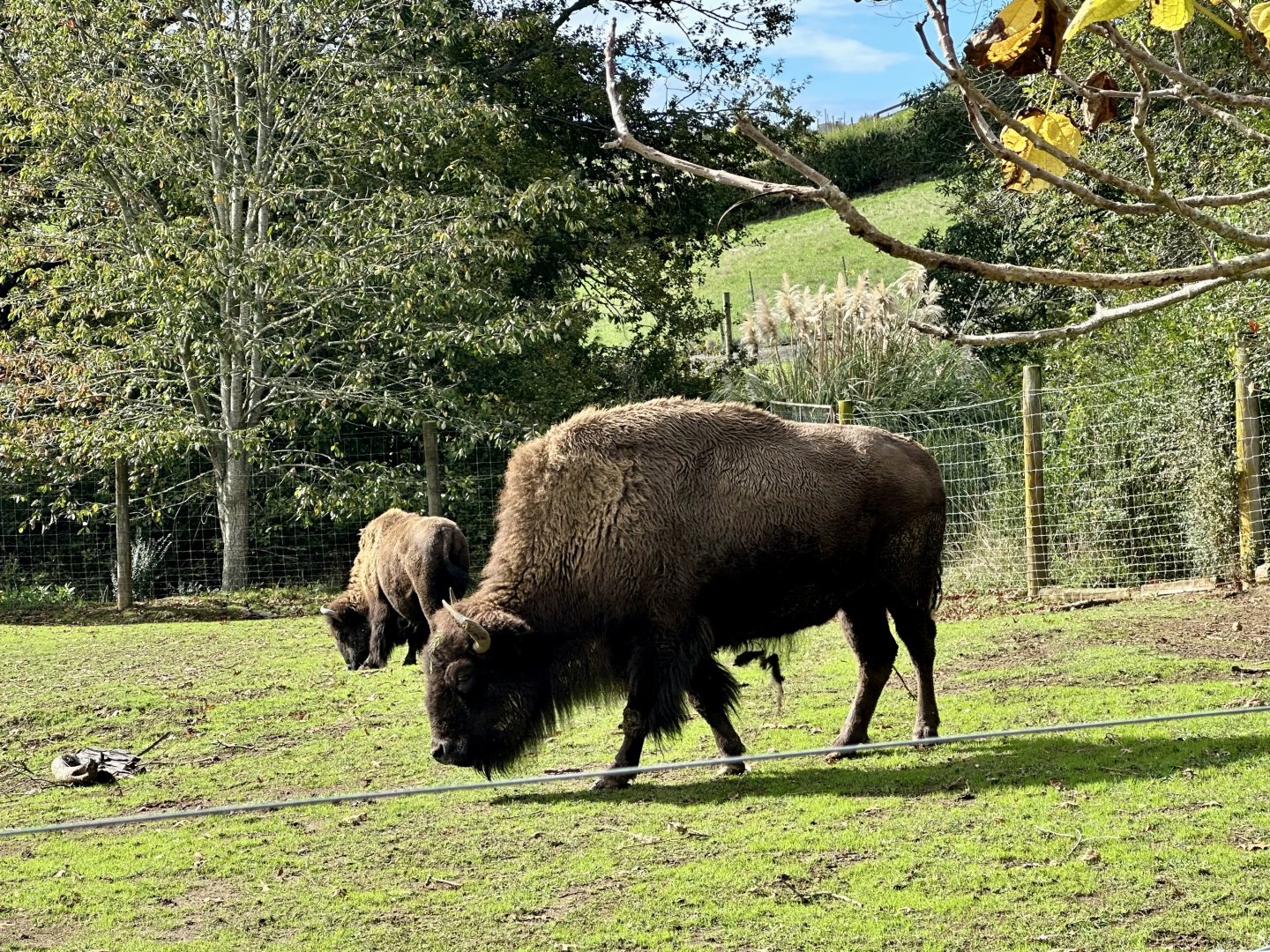 North American bison (Bison bison)