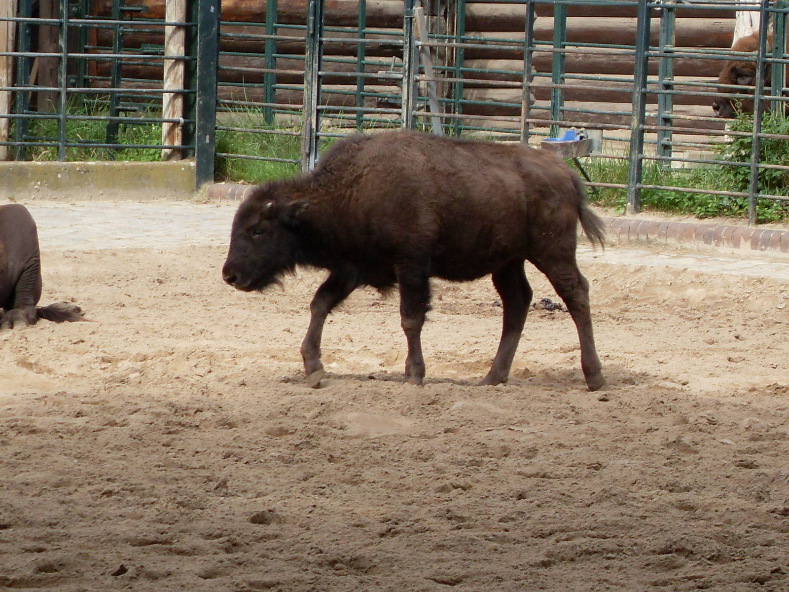 north american bison calf 030910