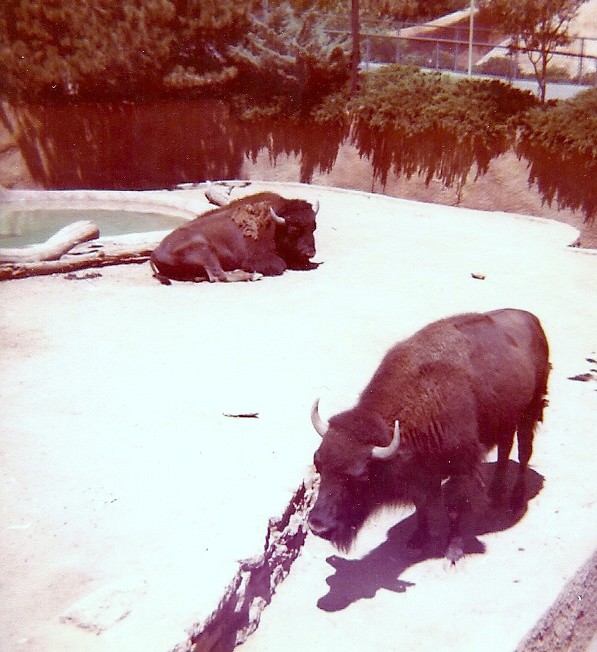 North American Bison - Circa 1977/78