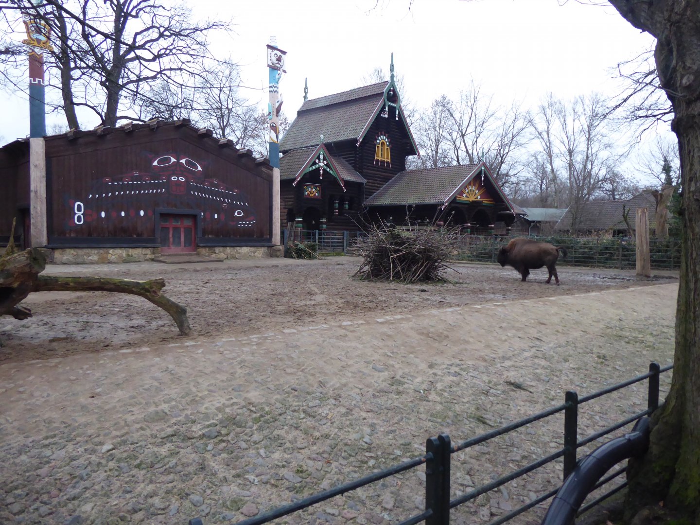 North American bison enclosure 290118