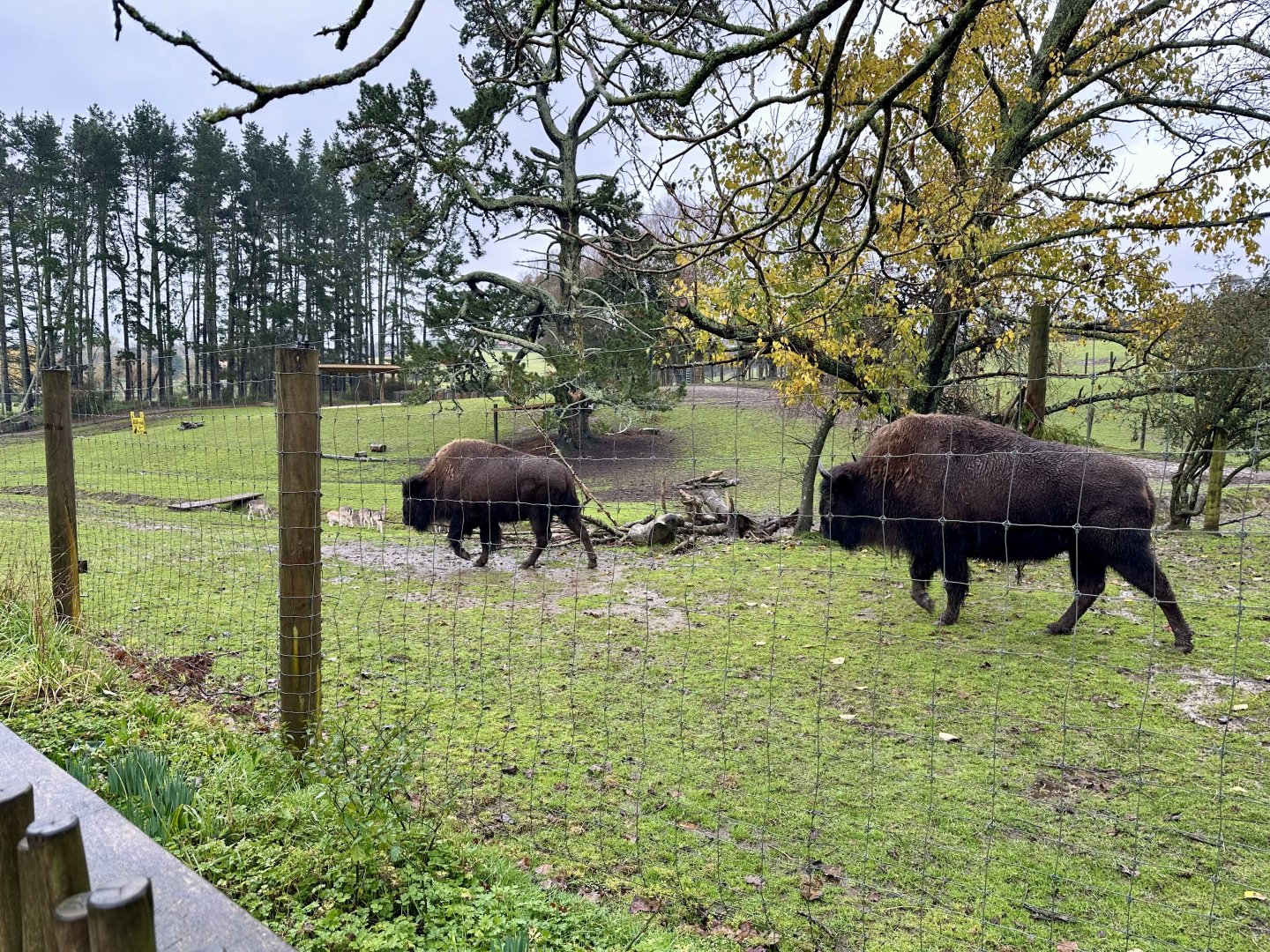 North American Bison Exhibit