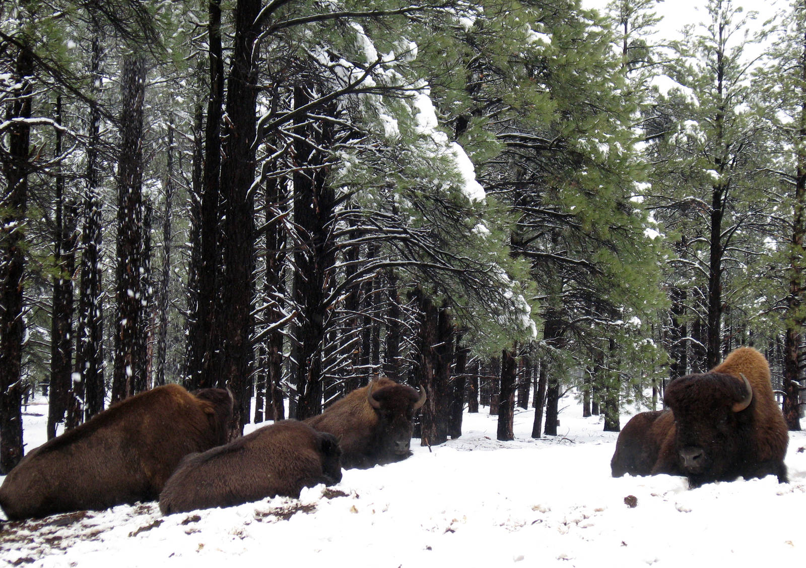 North American Bison in Winter