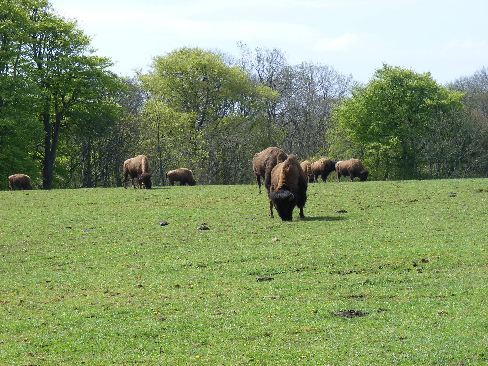 North American bisons at Manor House Wildlife Park, 2 May 2010