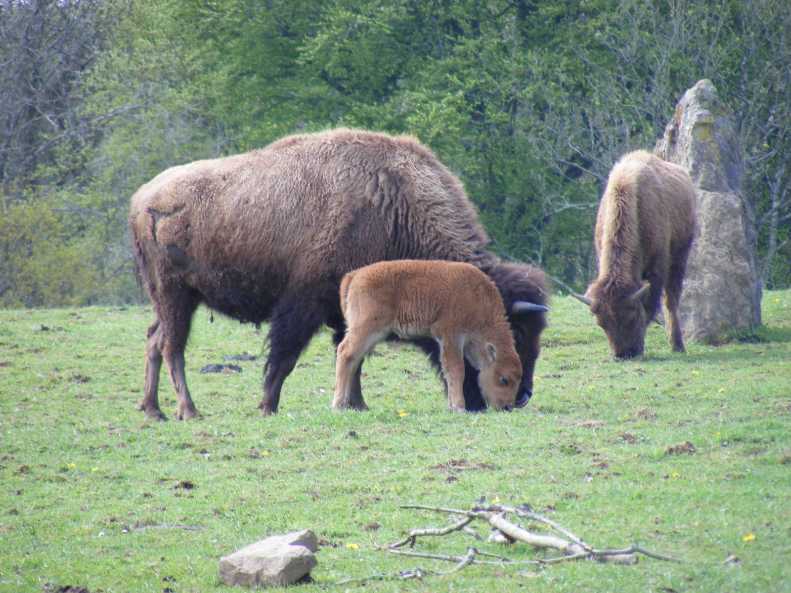 North American bisons at Manor House Wildlife Park, 2 May 2010