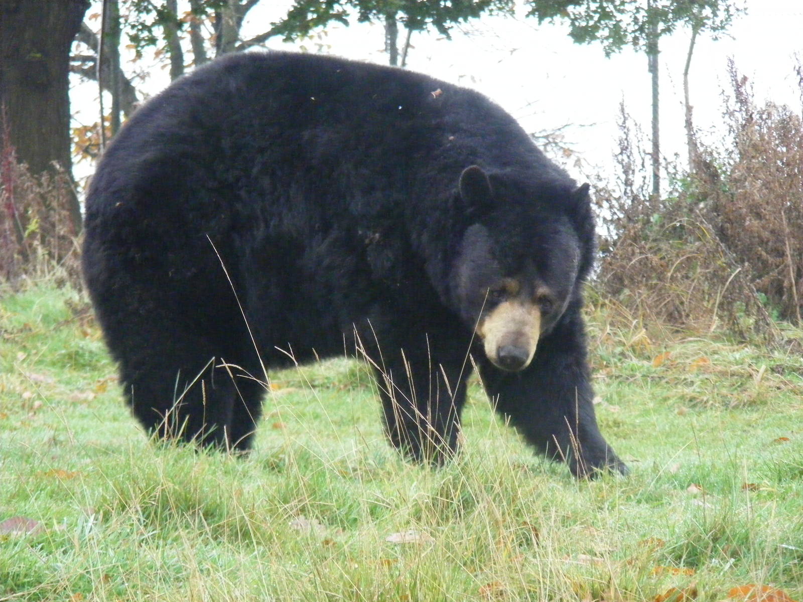 North American black bear at Woburn Safari Park, 14 November 2010