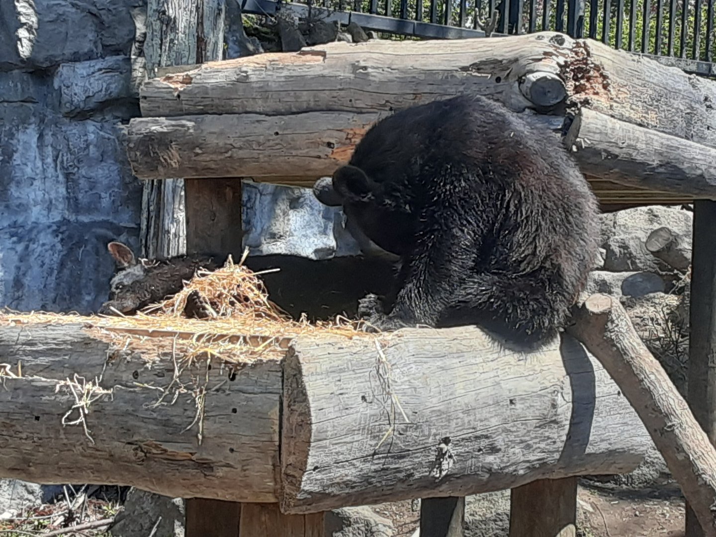 North American Black Bear Cubs- the cutest!
