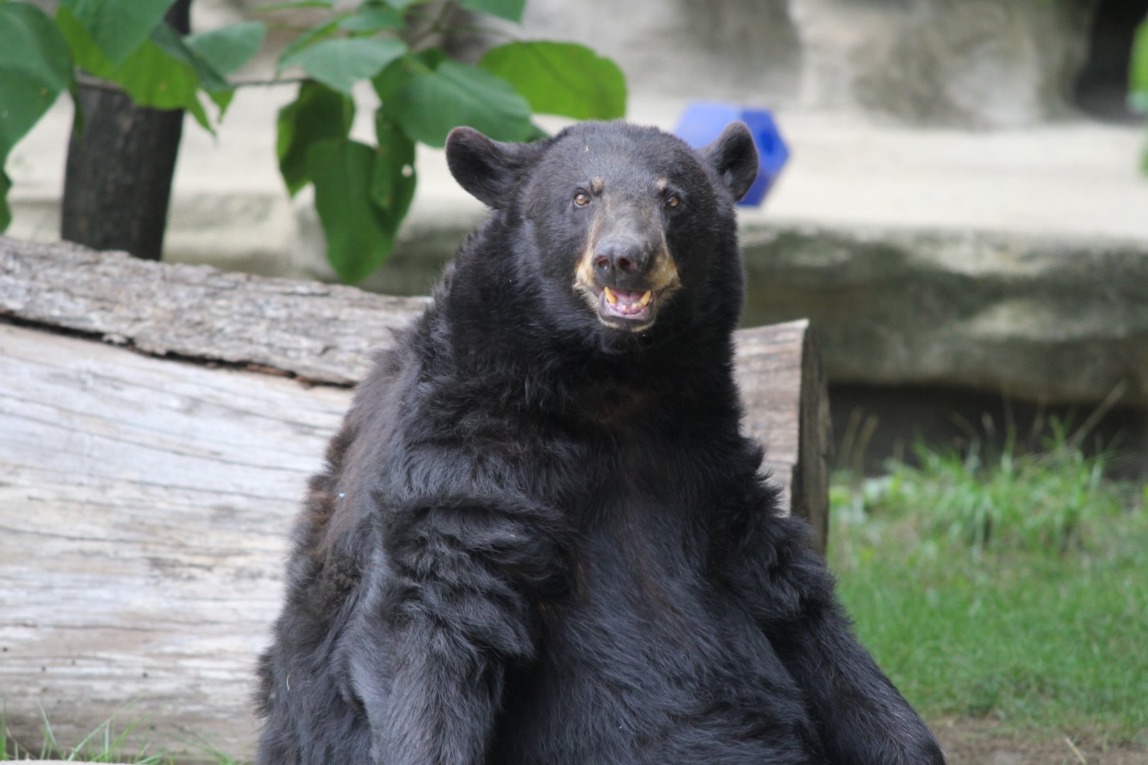 North American Black Bear, Detroit Zoo
