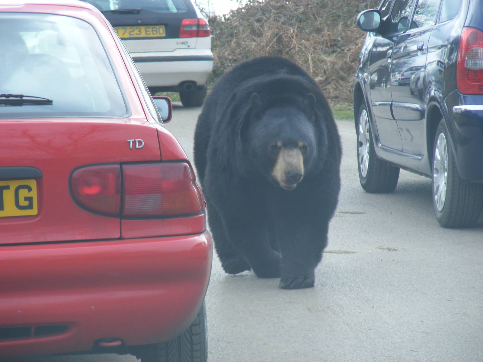North American Black Bear in Navajo Trail reserve at Woburn Safari Park, 28