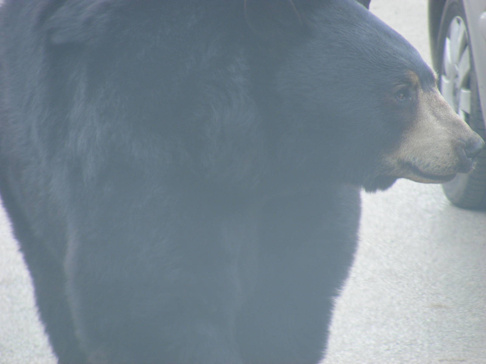 North American Black Bear in Navajo Trail reserve at Woburn Safari Park, 28