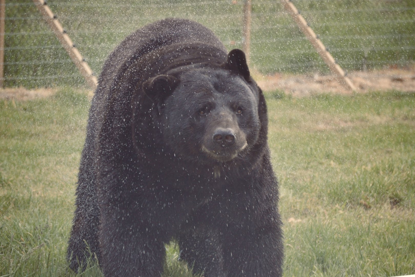 North American Black Bear - May 2022