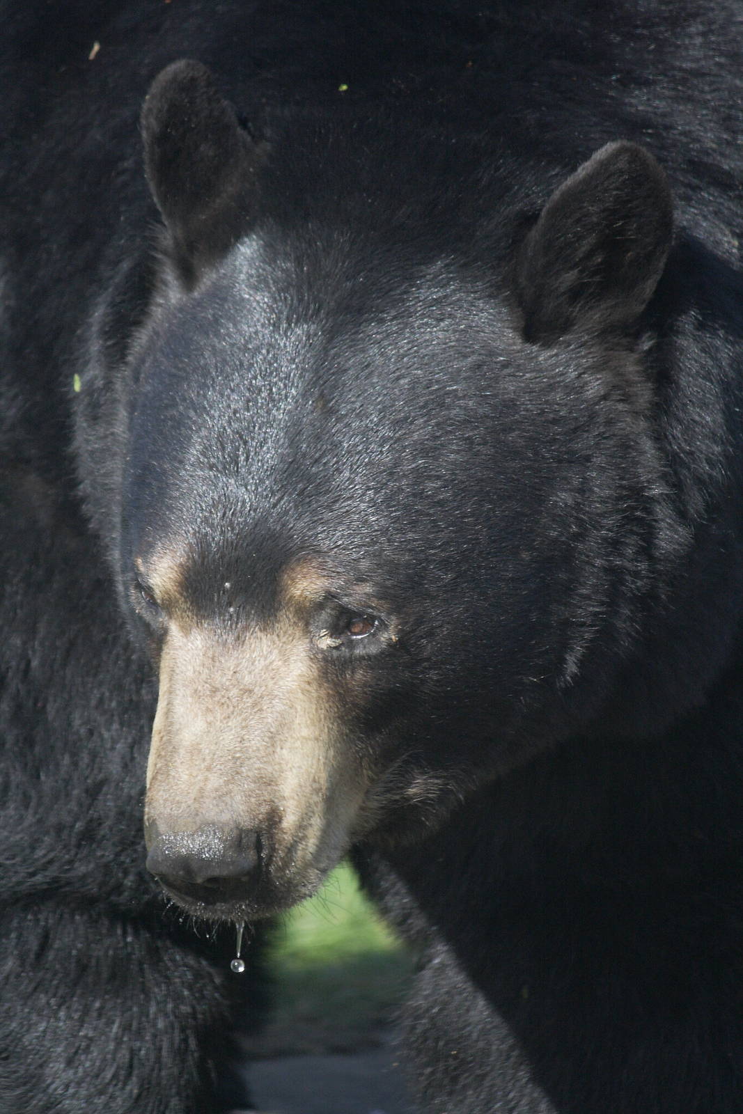North American black bear