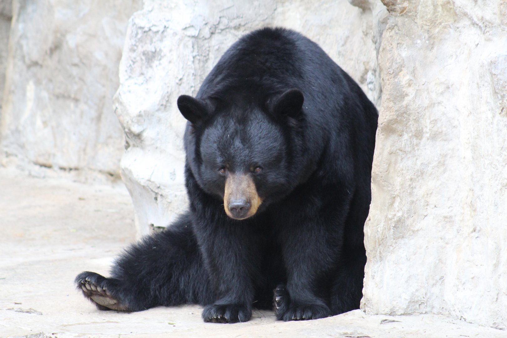 North American Black Bear