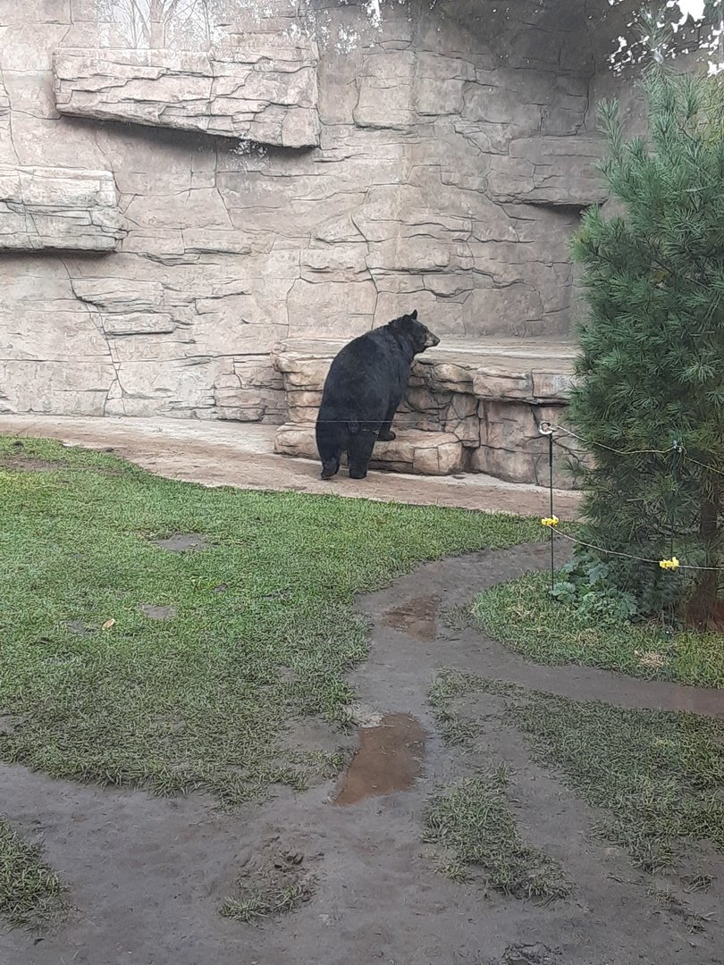 North American Black Bear