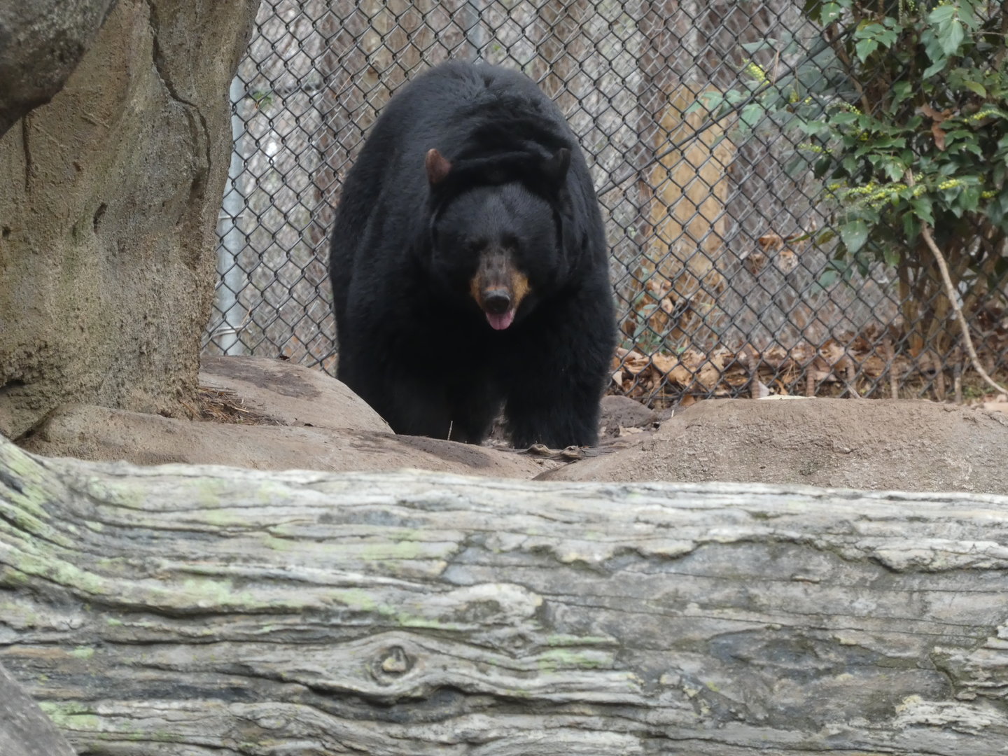 North American Black Bear