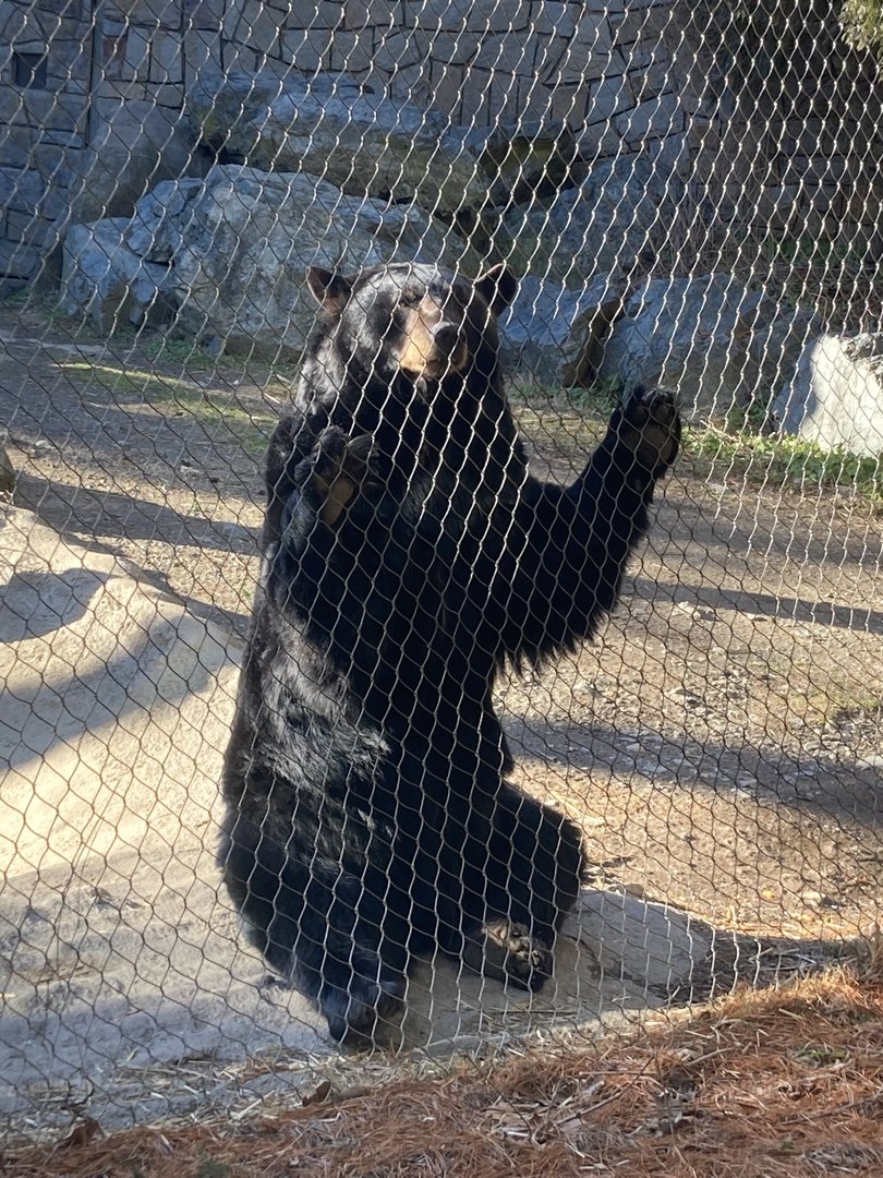 North American Black Bear