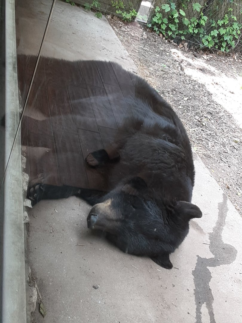 North American Black Bear