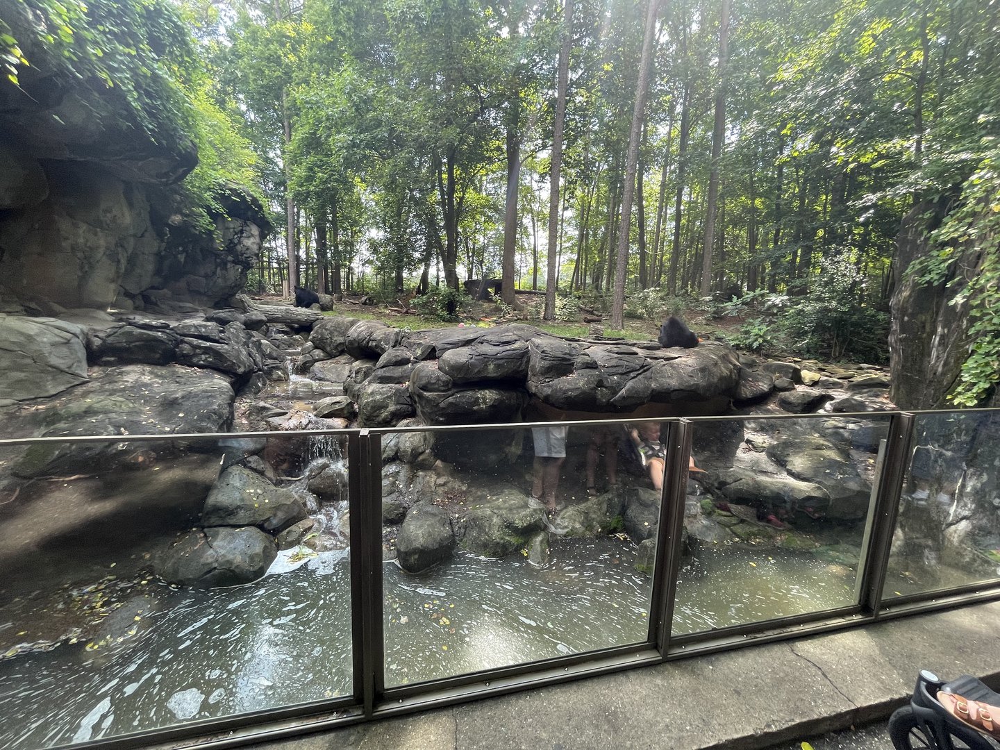 North American Black Bear