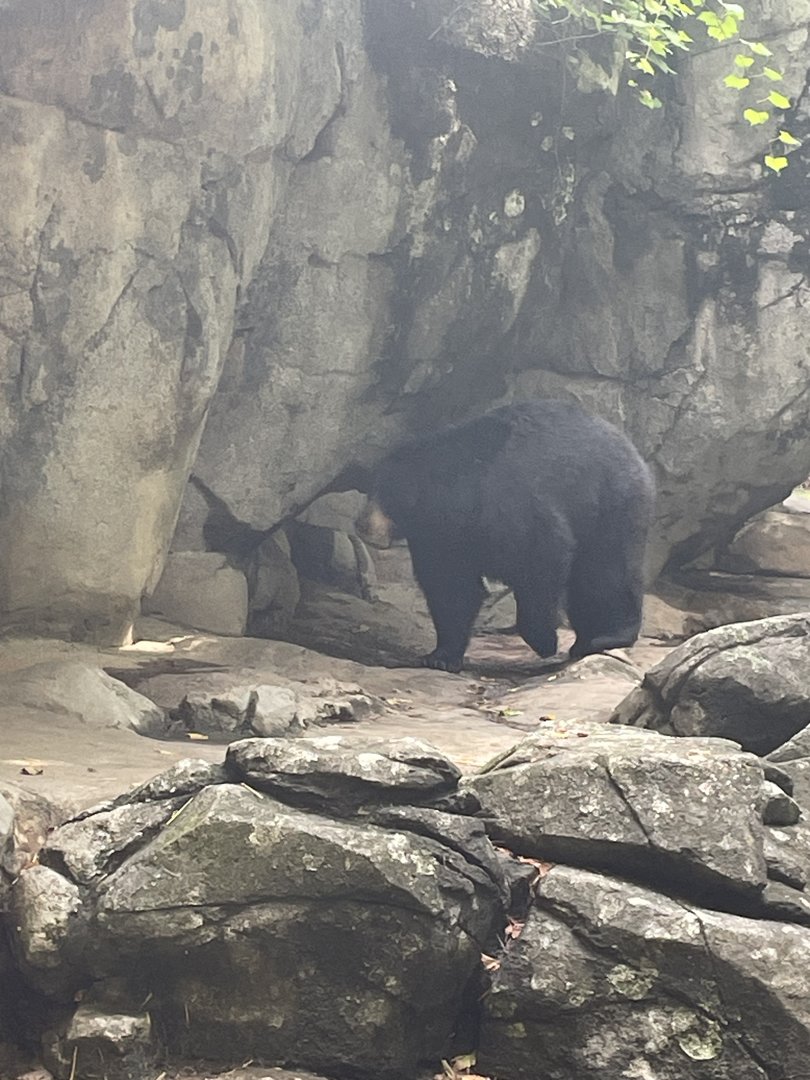 North American Black Bear