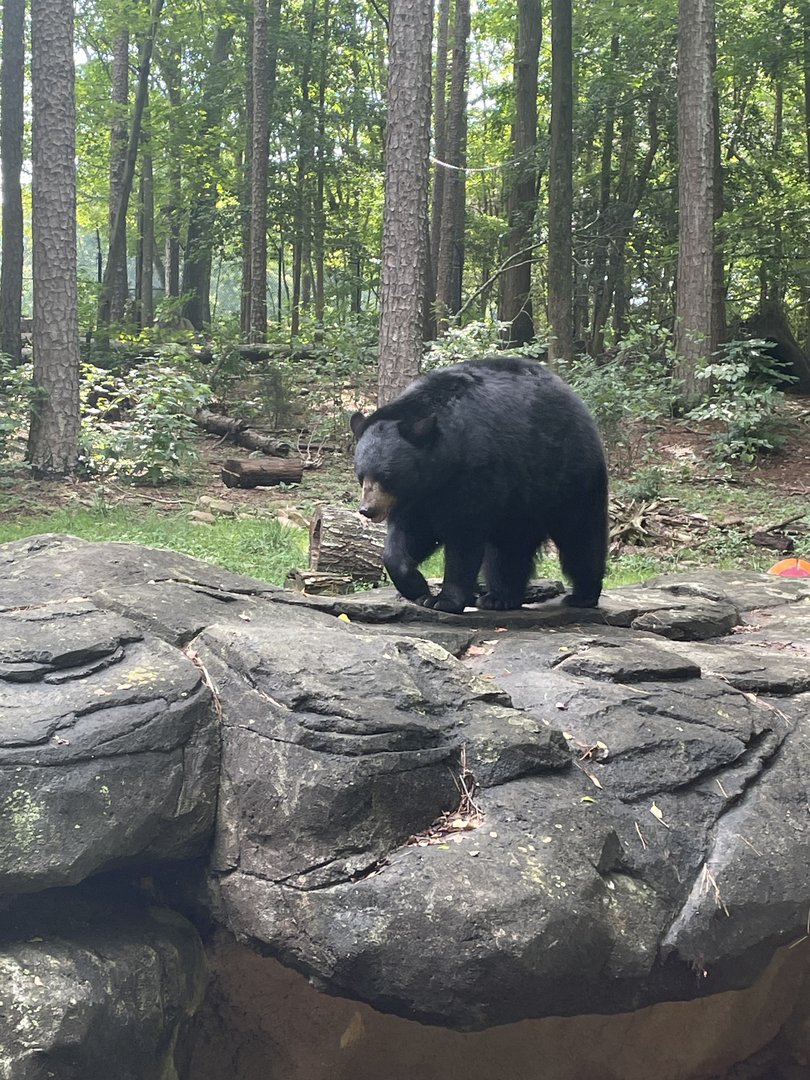 North American Black Bear
