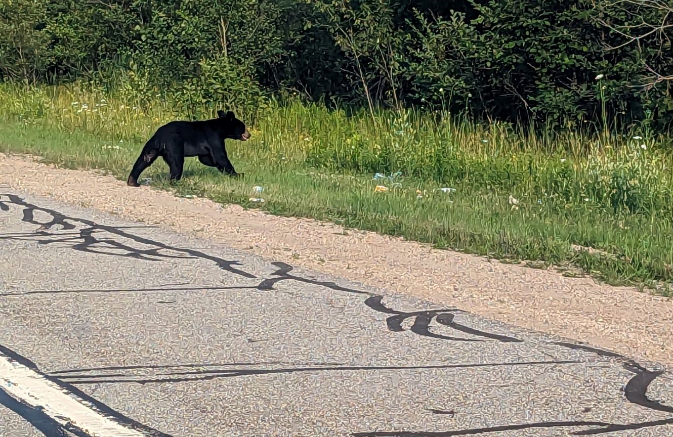 North American black bear