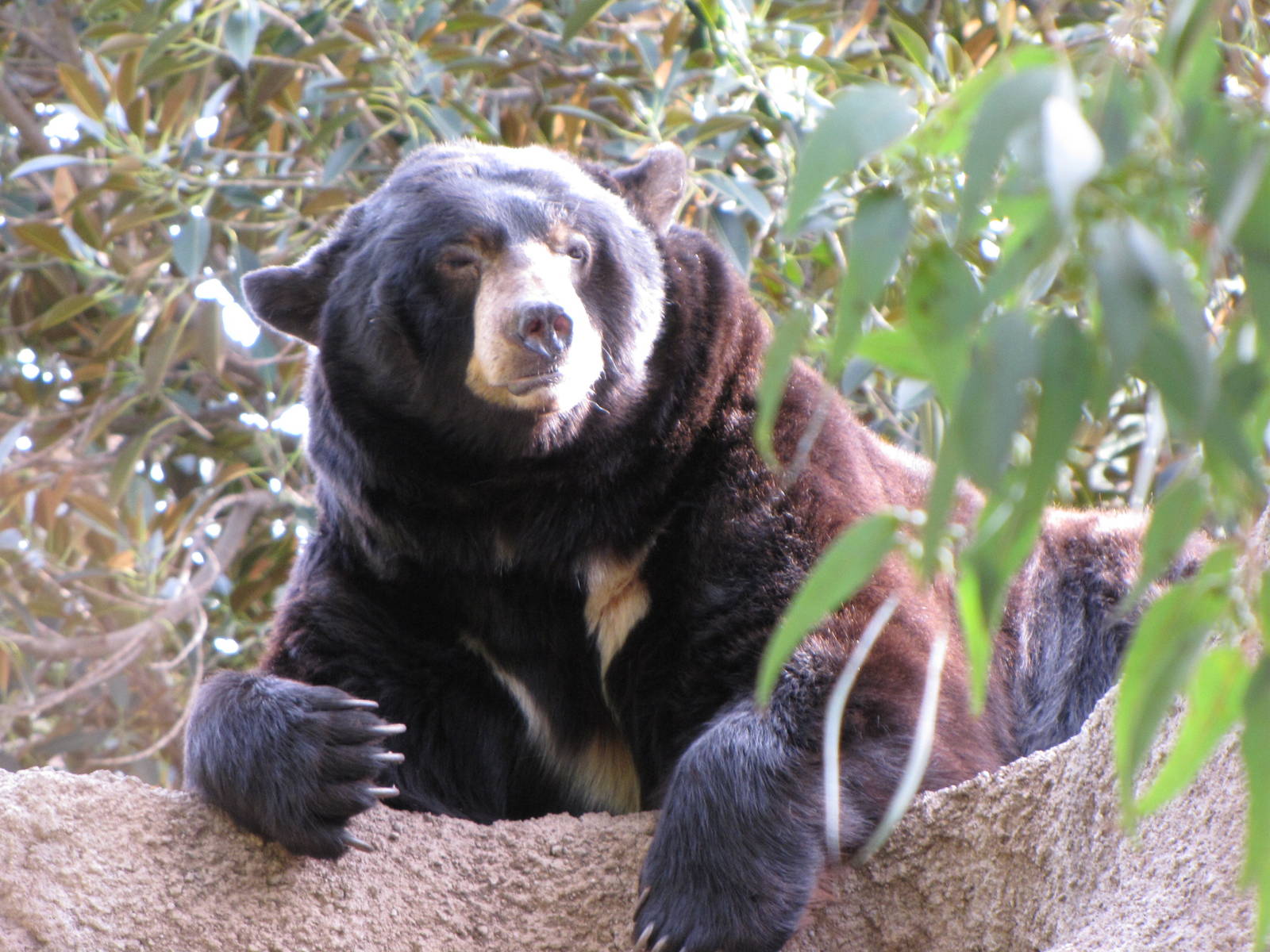 North American Black Bear
