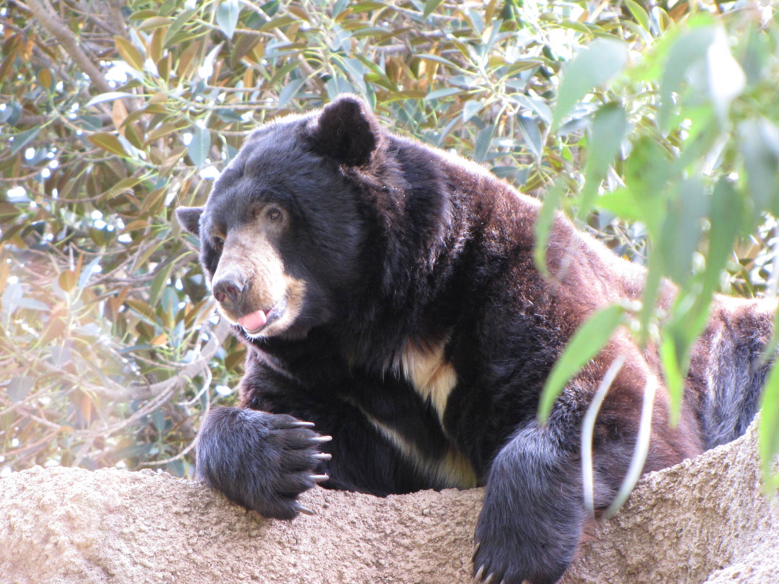 North American Black Bear
