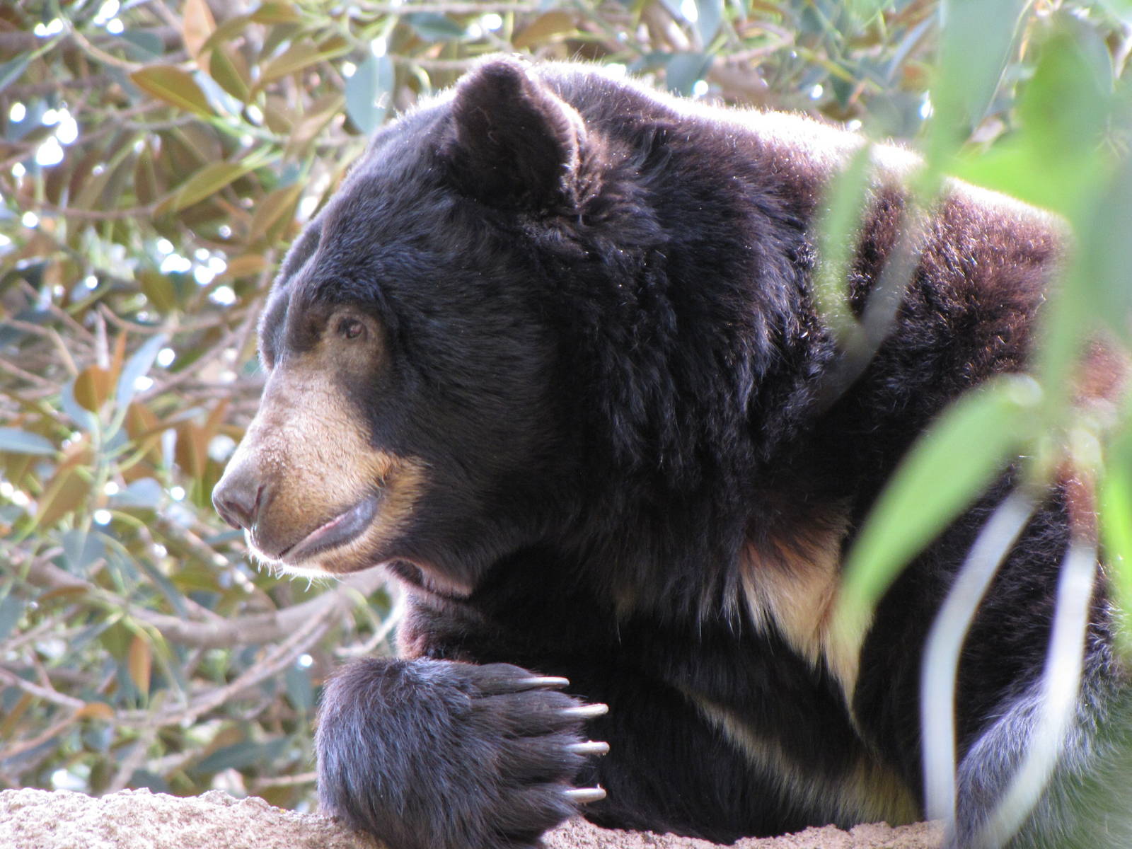 North American Black Bear