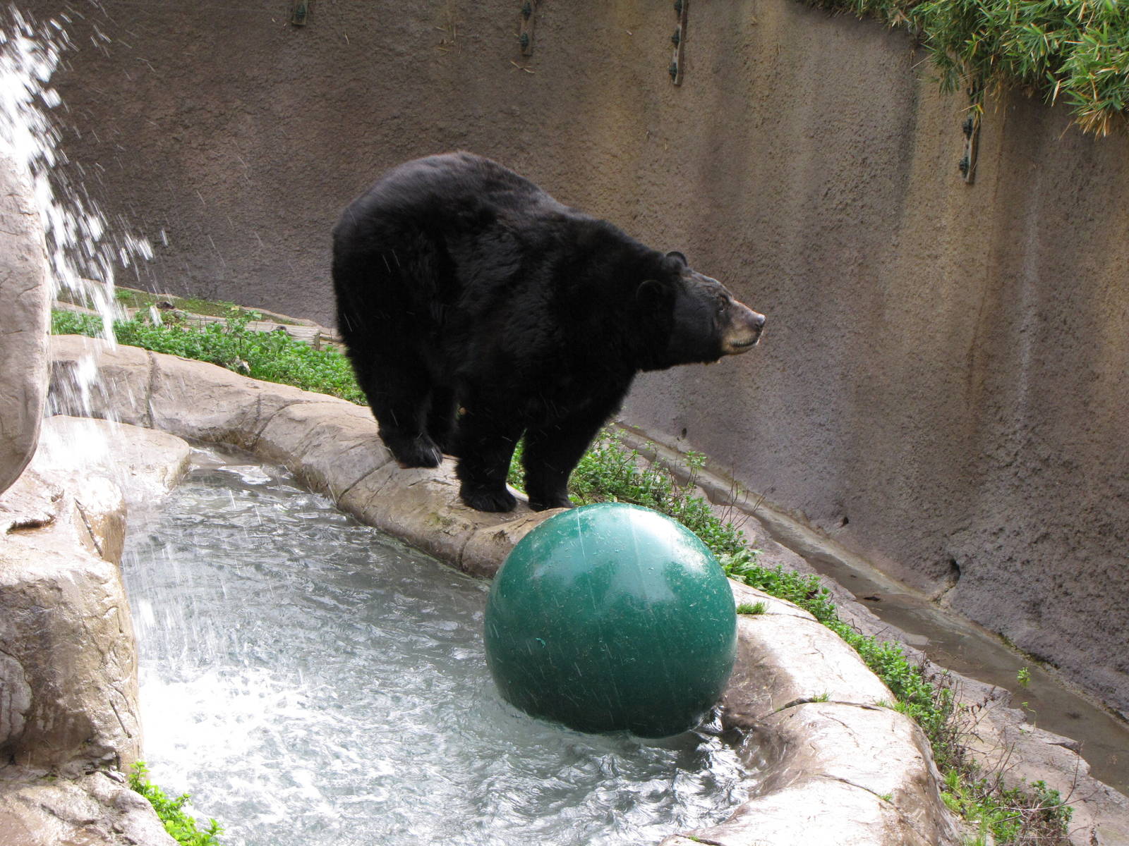 North American Black Bear