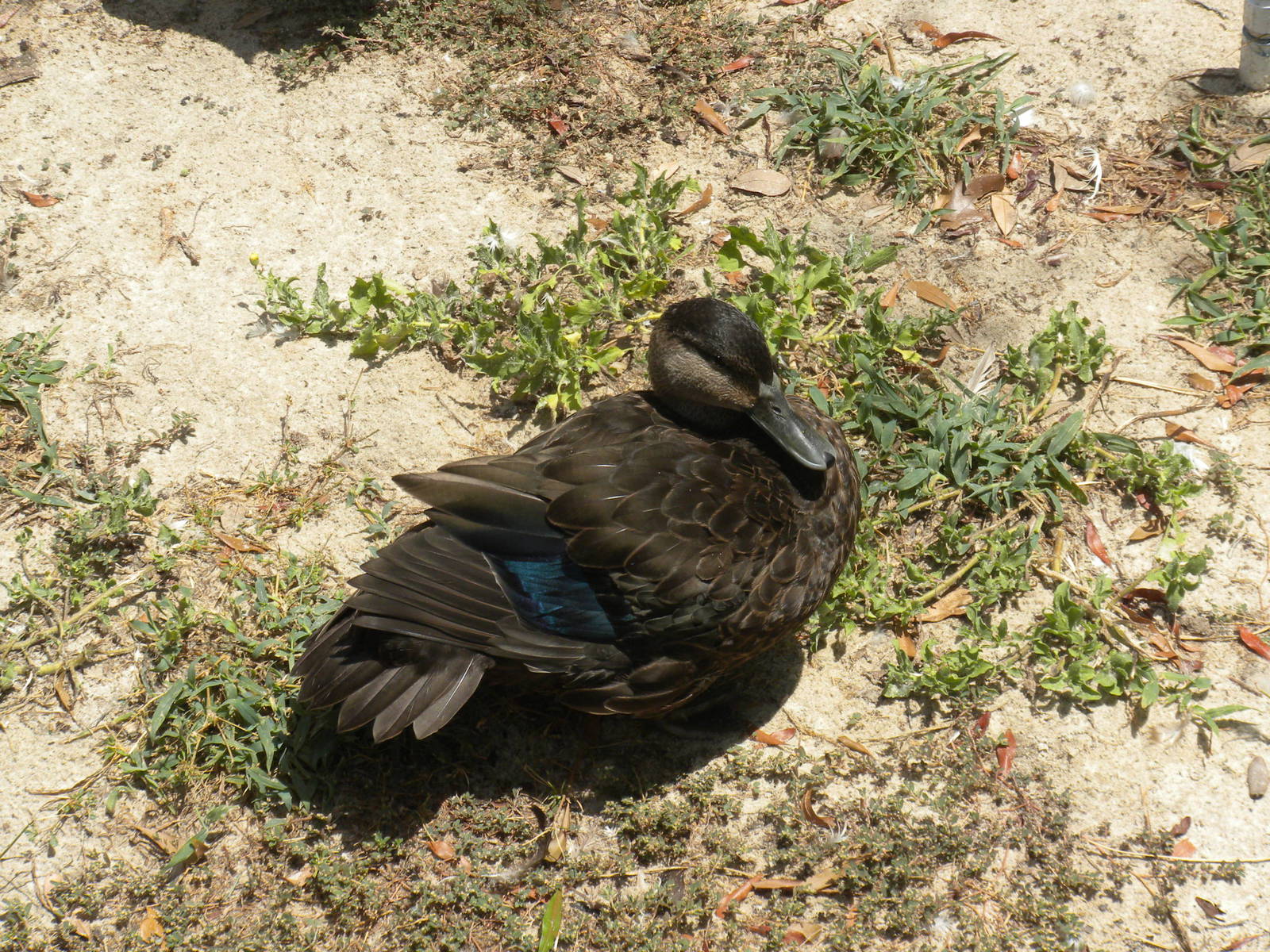 North American Black Duck