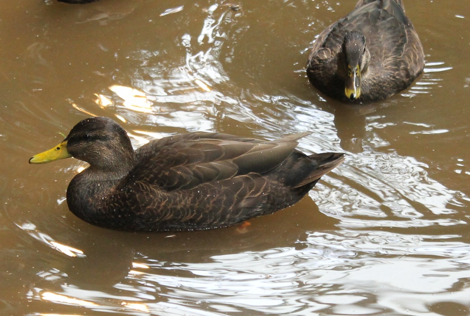 North American black ducks