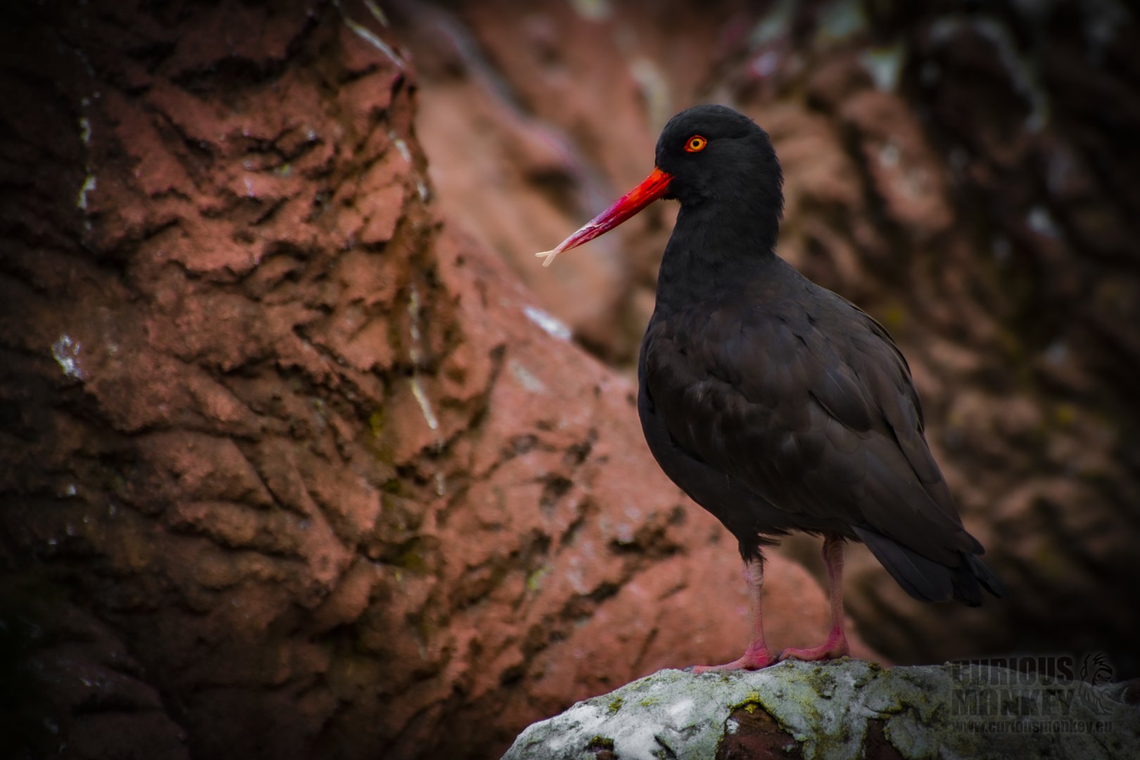 North American Blackish Oystercatcher (haematopus bachmani) 02/20