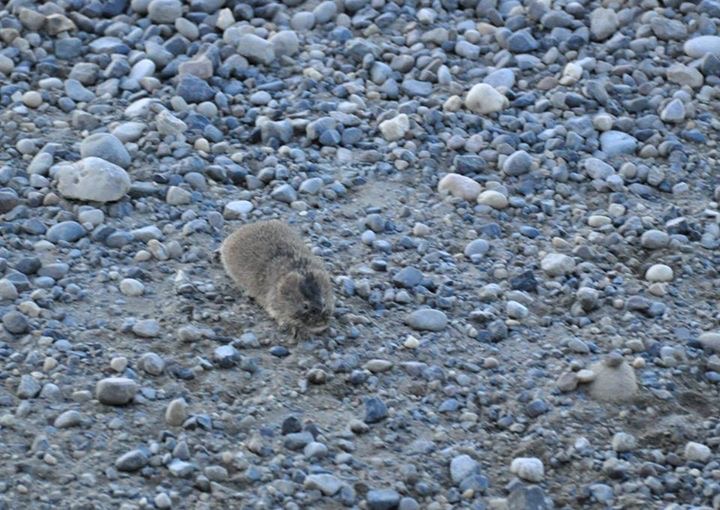 North American Brown Lemming - Alaska