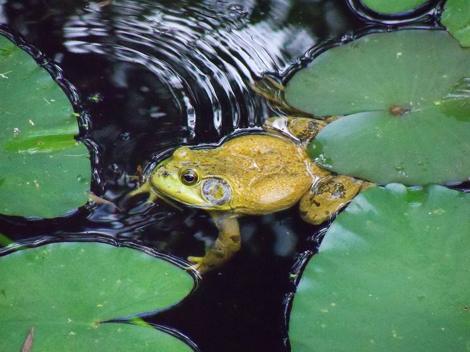 North American Bull Frog
