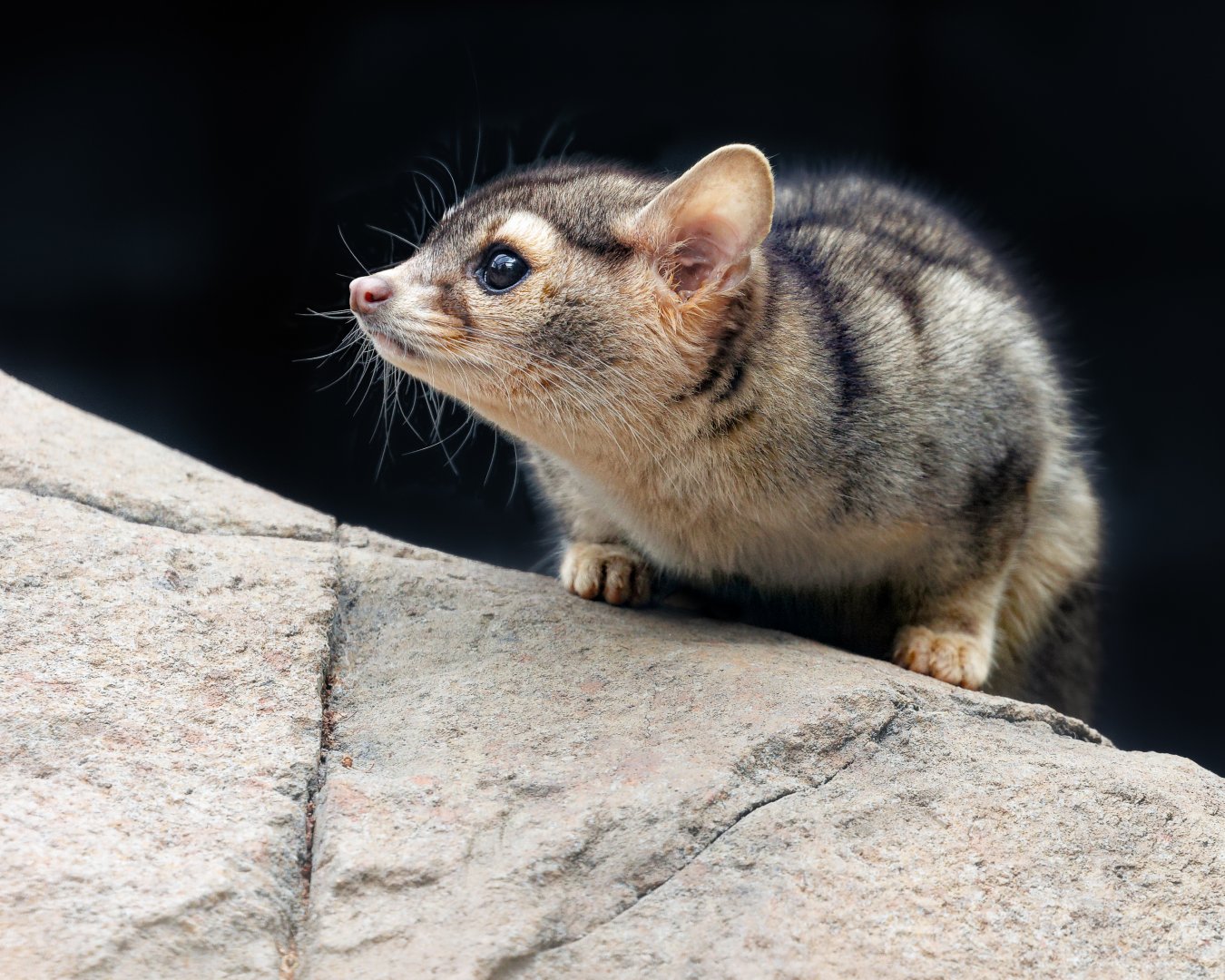 North American Cacomistle / 26-5-22 / Hamerton