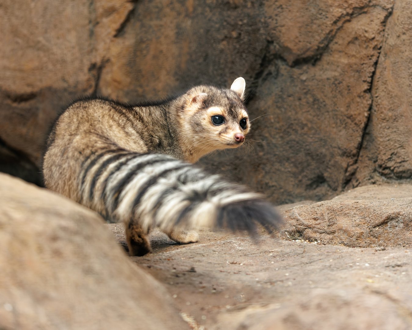 North American Cacomistle / Hamerton / 3-5-22