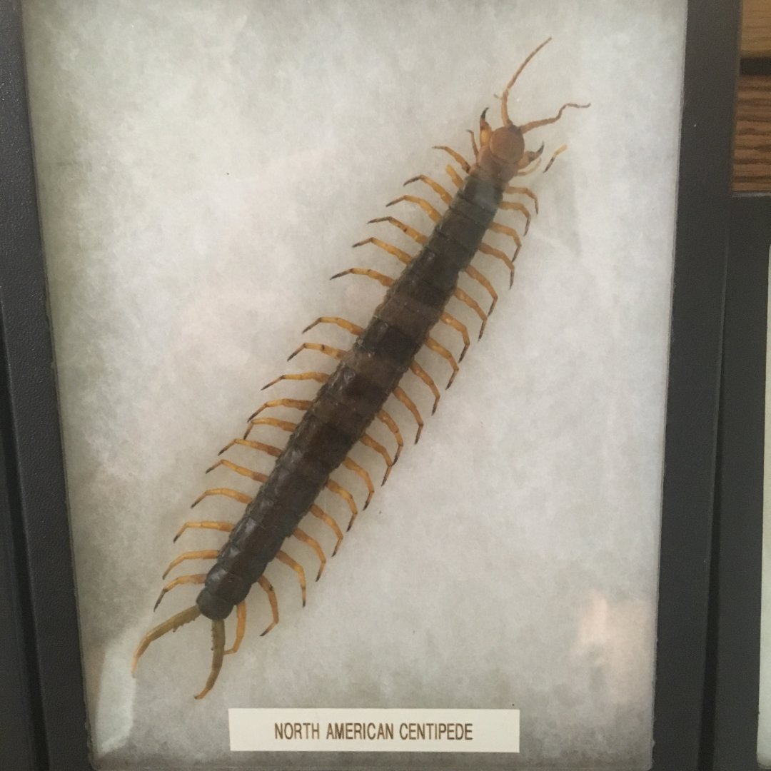 North American Centipede