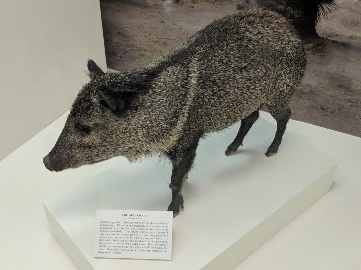 North American collared peccary (Pecari angulatus)