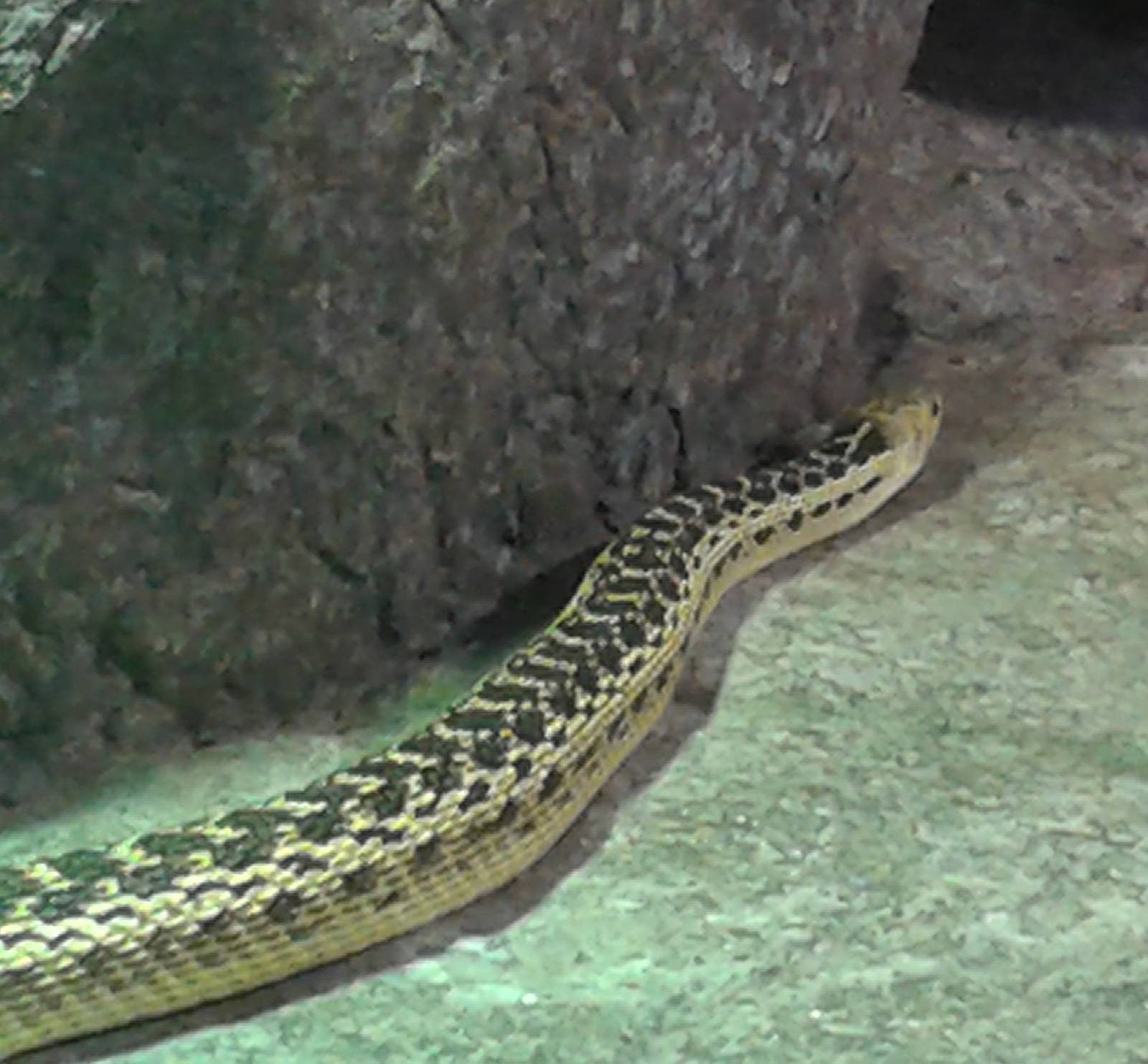 North american colobrid species ID