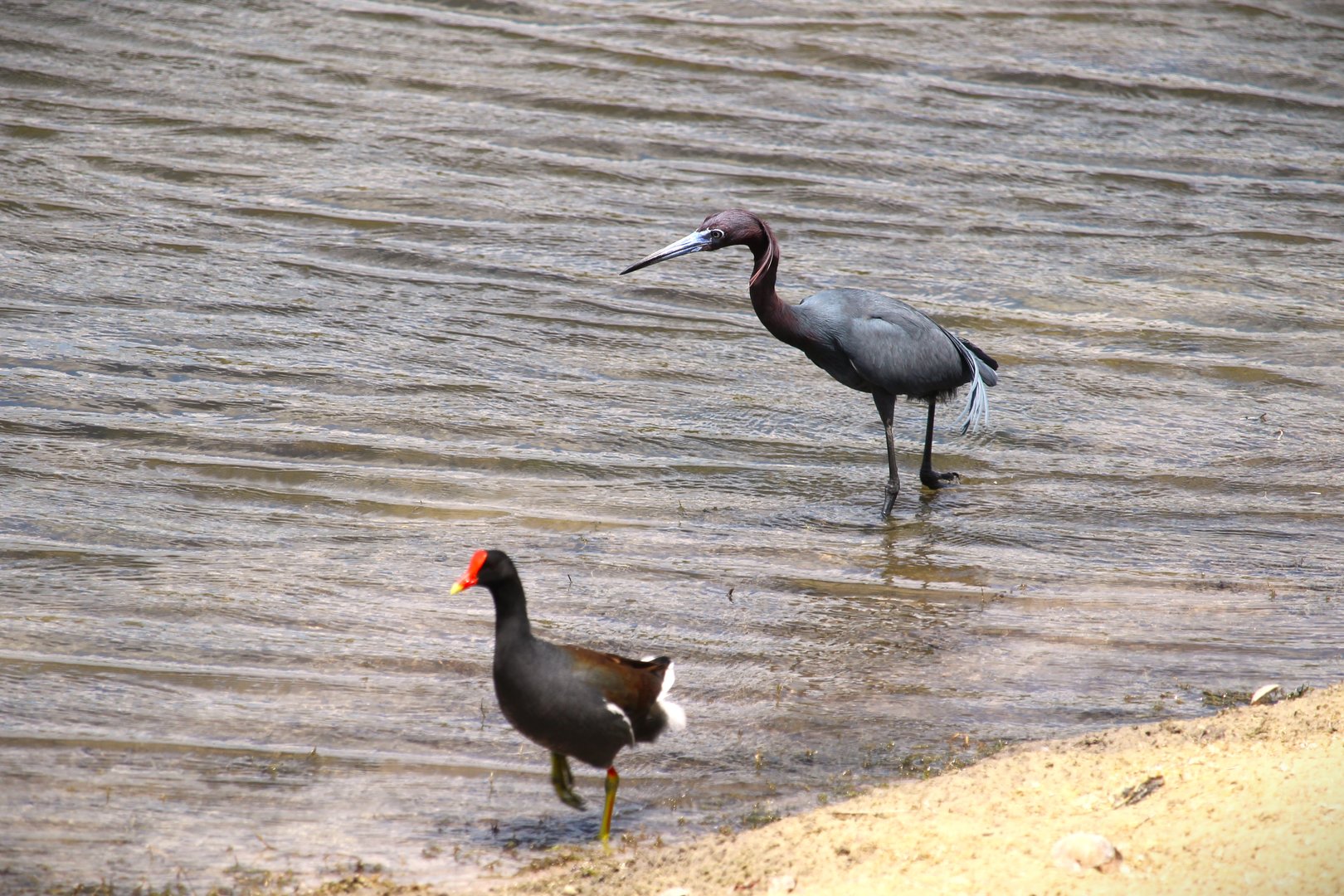 North American Common Gallinule and Little Blue Heron