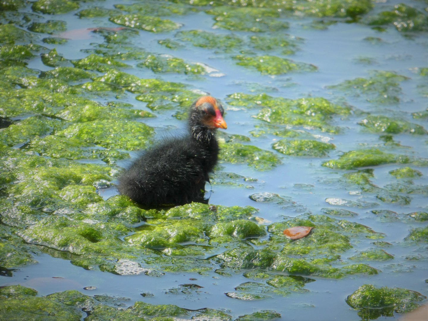 North American Common Gallinule Chick