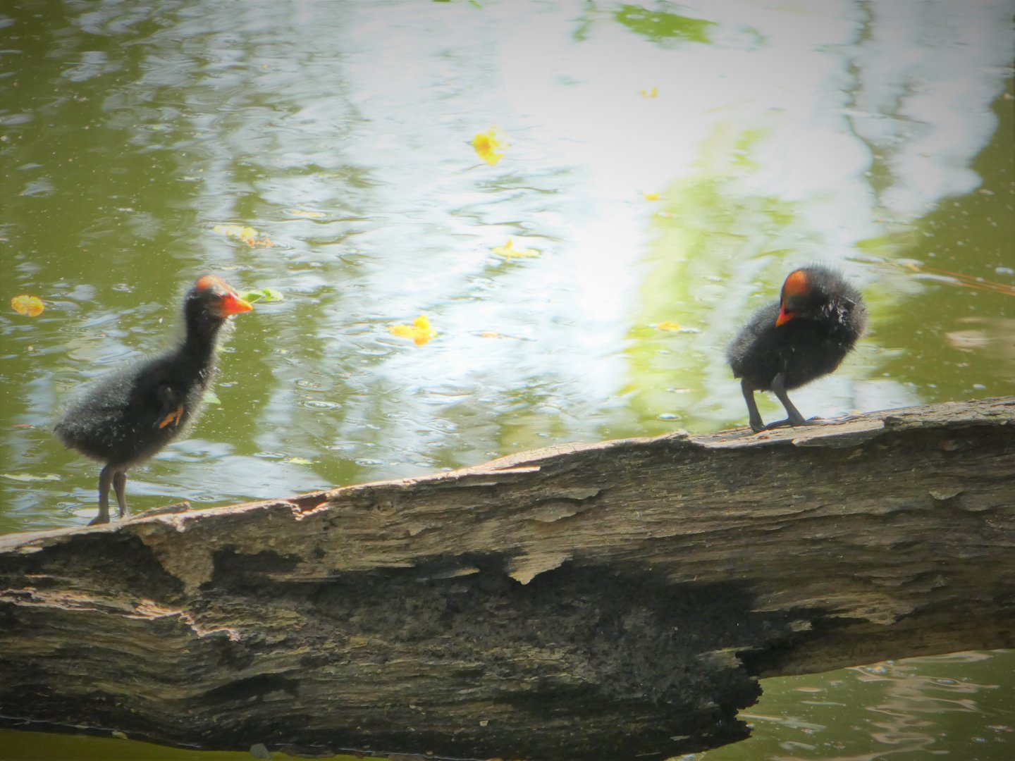 North American Common Gallinule Chicks
