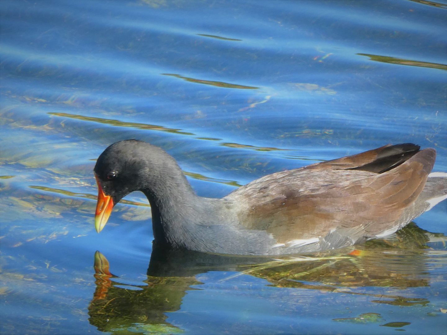 North American Common Gallinule