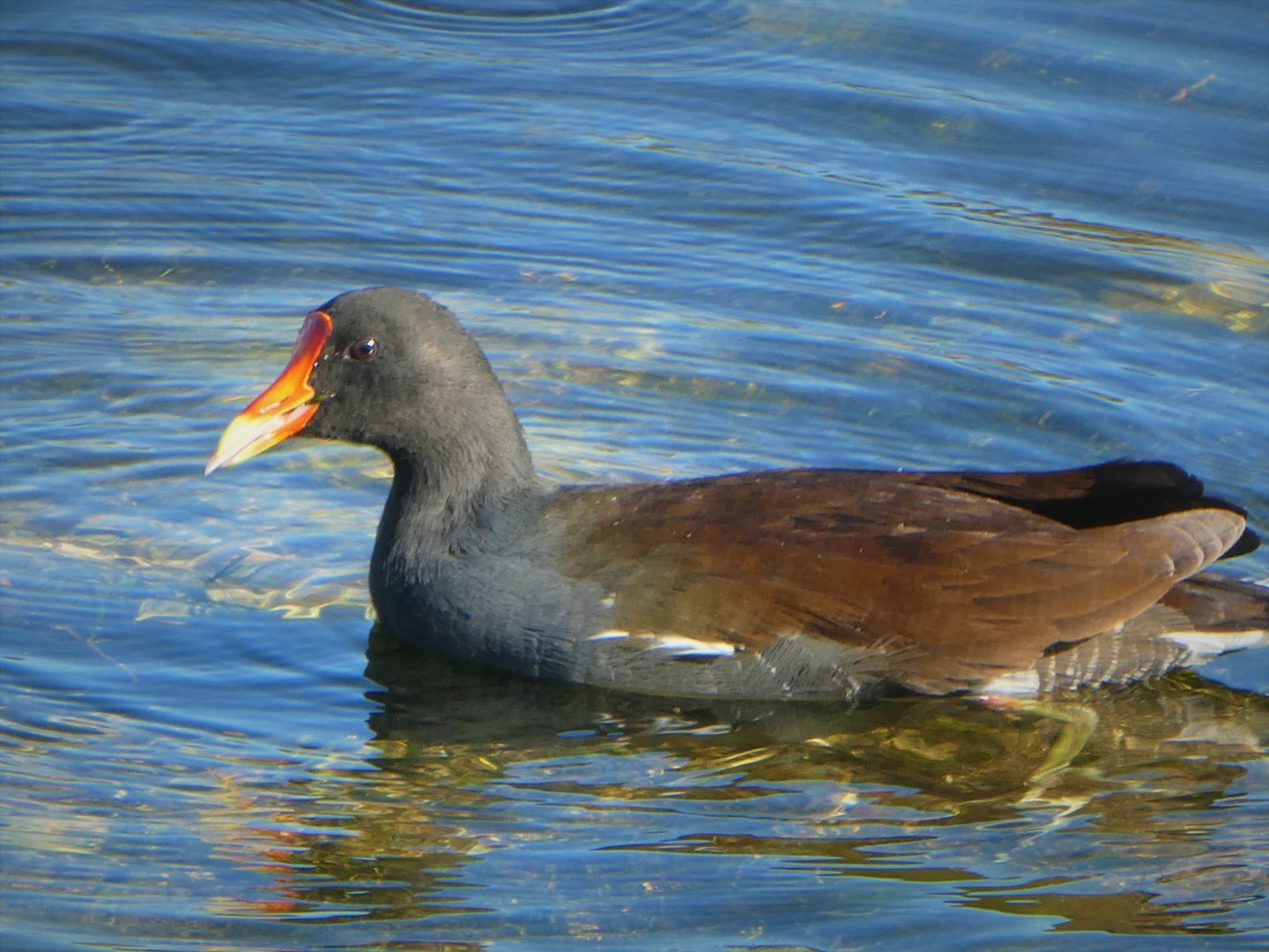 North American Common Gallinule