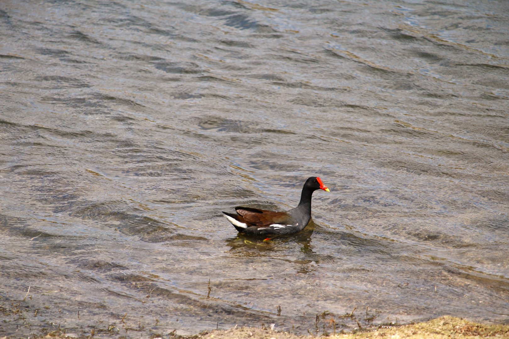 North American Common Gallinule