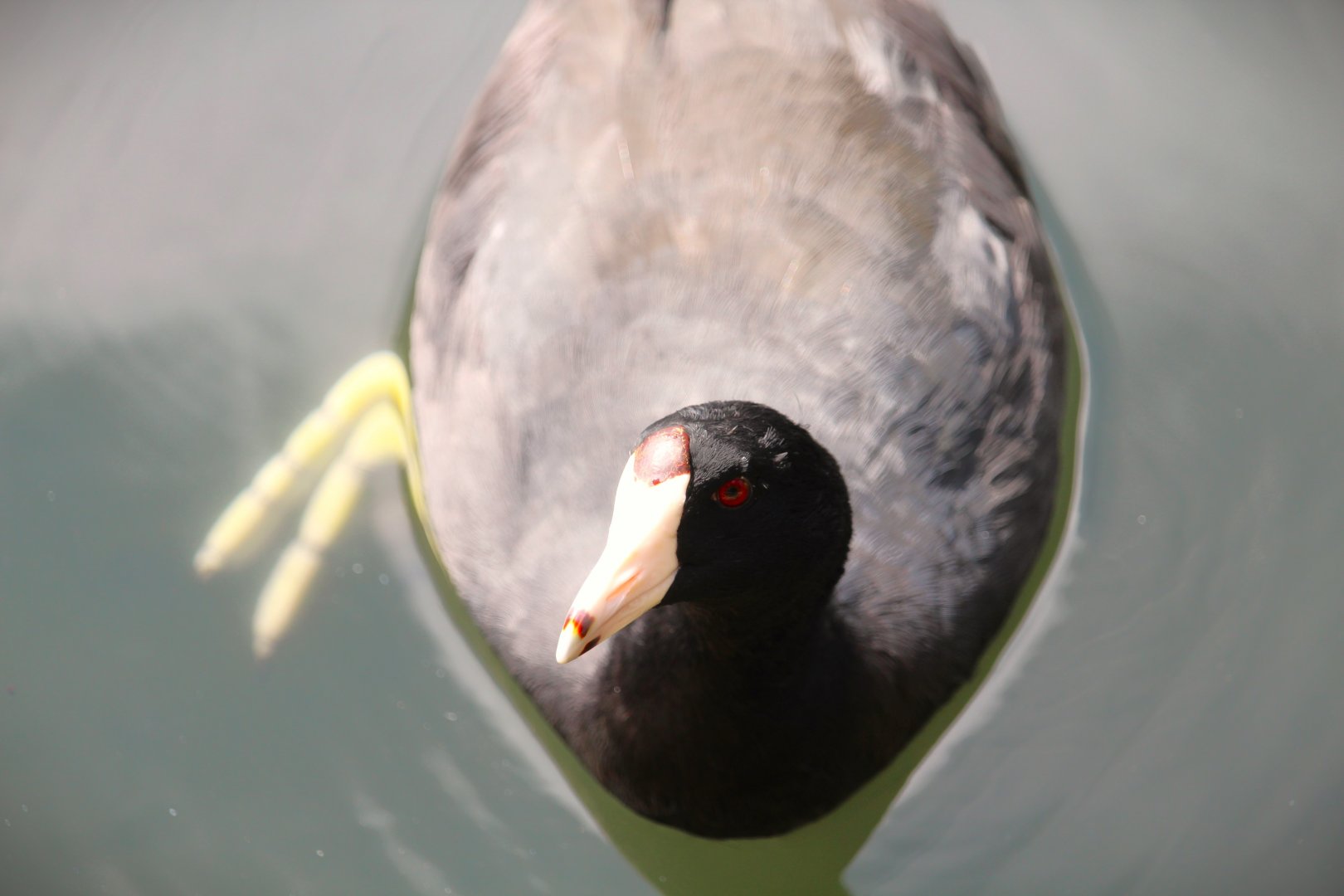 North American Coot