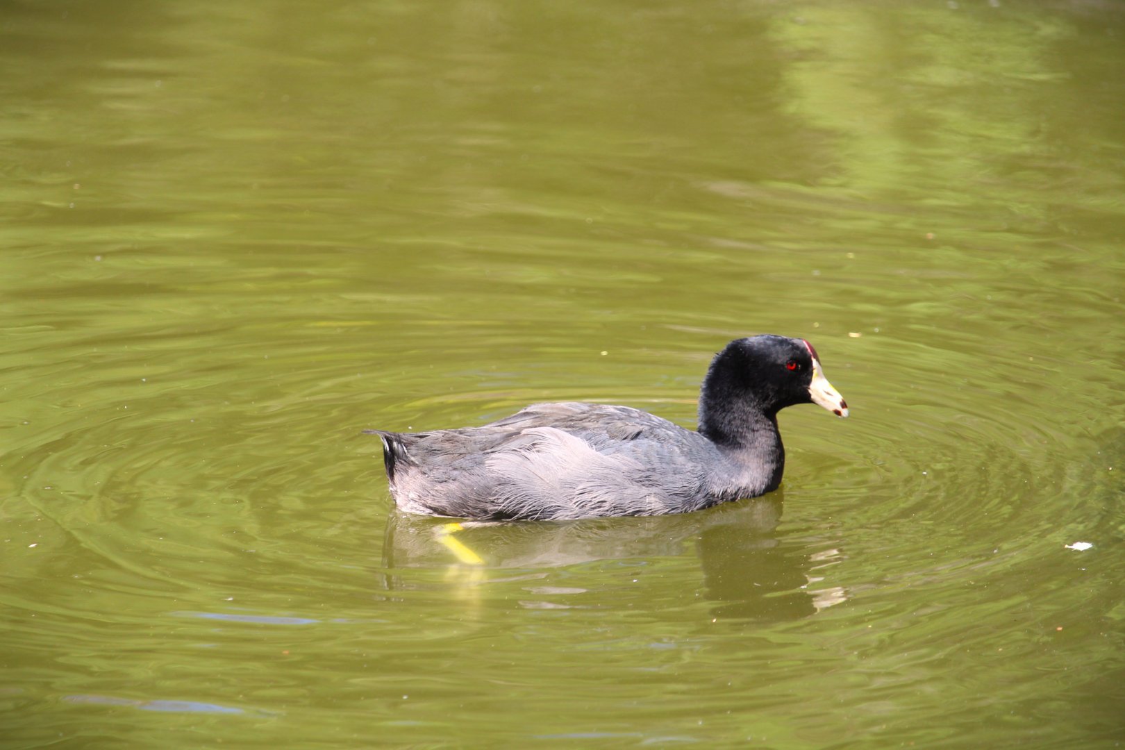 North American Coot
