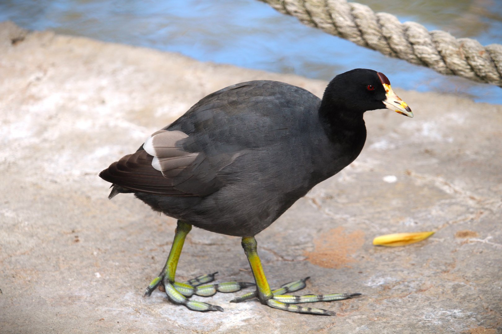 North American Coot