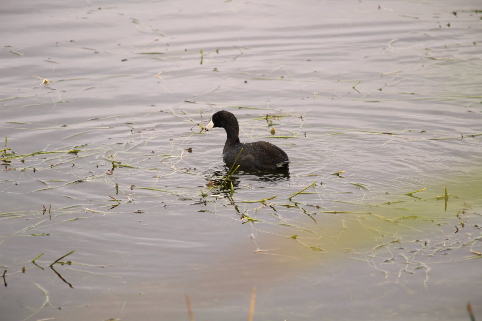 North American Coot